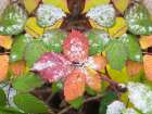 USA-Washington State Colorful Himalayan Blackberry leaves with newly fallen snow Art Print
